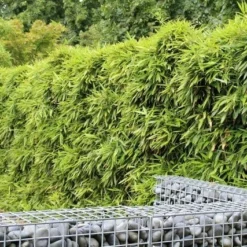 Bamboe (Phyllostachys Bissetii) -Essentie Groen Verkoop phyllostachys bissetti 1