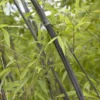 Bamboe (Phyllostachys Nigra) -Essentie Groen Verkoop phyllostachys nigra