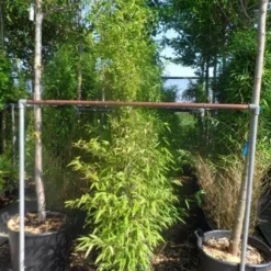 Bamboe (Phyllostachys Nigra) -Essentie Groen Verkoop phyllostachys nigra 150 200 c12