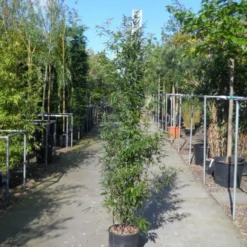 Bamboe (Phyllostachys Nigra) -Essentie Groen Verkoop phyllostachys nigra 150 200 c18