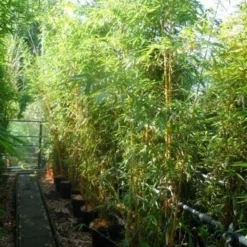 Bamboe (Phyllostachys Vivax 'Aureocaulis') -Essentie Groen Verkoop phyllostachys vivax aureocaulis 200 250 300 c25