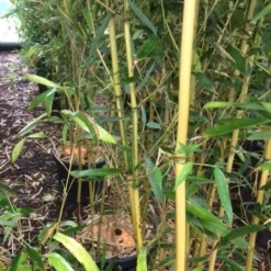 Bamboe (Phyllostachys Aureosulcata 'Spectabilis') -Essentie Groen Verkoop phyllostahys spectabilis 1