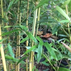 Bamboe (Phyllostachys Aureosulcata 'Spectabilis') -Essentie Groen Verkoop phyllostahys spectabilis 3