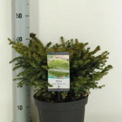 Spar (Picea Abies 'Nidiformis') -Essentie Groen Verkoop picea abies nidiformis c5 m