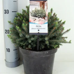 Dwergspar (Picea Glauca 'Echiniformis') -Essentie Groen Verkoop picea glauca echiniformis zomer c3 m