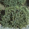Dwergspar (Picea Glauca 'Echiniformis') -Essentie Groen Verkoop pigechin 1