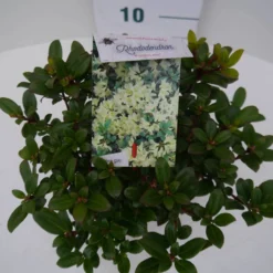 Dwergrhododendron (Rhododendron 'Princess- Anne') -Essentie Groen Verkoop pincess ann c2 boven