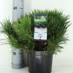 Bergden (Pinus Mugo Mughus) -Essentie Groen Verkoop pinus mugo mughus c3 m
