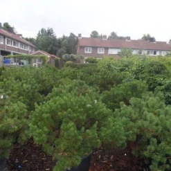 Bergden (Pinus Mugo Mughus) -Essentie Groen Verkoop pinus mugo mughus diameter 100 125 150 c130