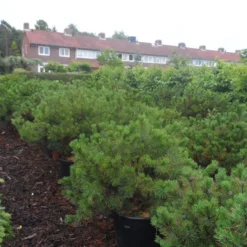 Bergden (Pinus Mugo Mughus) -Essentie Groen Verkoop pinus mugo mughus diameter 100 125 150 c130 2