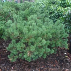 Bergden (Pinus Mugo Mughus) -Essentie Groen Verkoop pinus mugo mughus diameter 100 125 150 c130 3