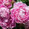 Pioenroos (Paeonia Dr. 'Alexander Fleming')