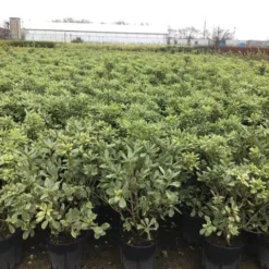 Australische Laurier (Pittosporum Tobira 'Variegatum') -Essentie Groen Verkoop pit