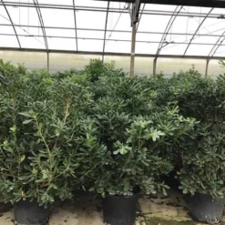 Australische Laurier (Pittosporum Tobira) -Essentie Groen Verkoop pittosporum