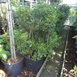 Australische Laurier (Pittosporum Tobira) -Essentie Groen Verkoop pittosporum tobira 100 125 c50