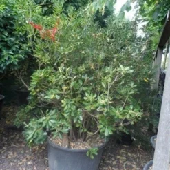 Australische Laurier (Pittosporum Tobira) -Essentie Groen Verkoop pittosporum tobira 150 175 c130