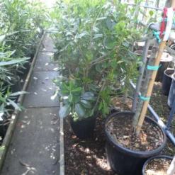 Australische Laurier (Pittosporum Tobira) -Essentie Groen Verkoop pittosporum tobira c10