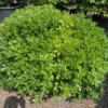 Australische Laurier (Pittosporum Tobira 'Nanum') -Essentie Groen Verkoop pittosporum tobira nanum 100 125
