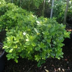 Australische Laurier (Pittosporum Tobira 'Nanum') -Essentie Groen Verkoop pittosporum tobira nanum c10