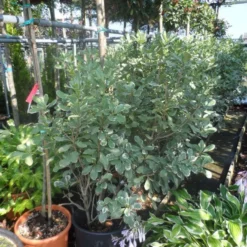 Australische Laurier (Pittosporum Tobira 'Variegatum') -Essentie Groen Verkoop pittosporum tobira variegatum 100 125 c35 50