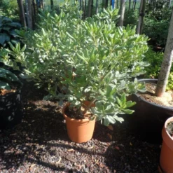 Australische Laurier (Pittosporum Tobira 'Variegatum') -Essentie Groen Verkoop pittosporum tobira variegatum c10