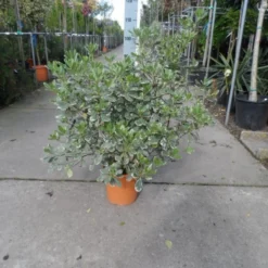 Australische Laurier (Pittosporum Tobira 'Variegatum') -Essentie Groen Verkoop pittosporum tobira variegatum c10