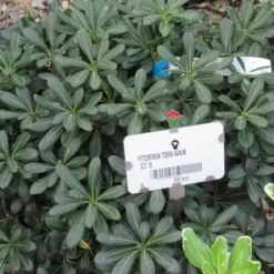 Australische Laurier (Pittosporum Tobira 'Nanum') -Essentie Groen Verkoop pittosprum tobira nanum