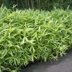 Bamboe (Pleioblastus Pumilus)