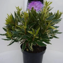 Bosrhododendron (Rhododendron Ponticum 'Variegatum') -Essentie Groen Verkoop pont variegatum c5 voor