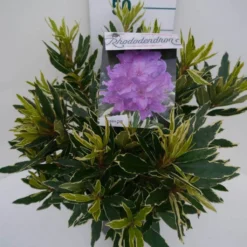 Bosrhododendron (Rhododendron Ponticum 'Variegatum') -Essentie Groen Verkoop pont variegatum c5 zij