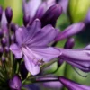 Afrikaanse Lelie (Agapanthus 'Poppin Purple') -Essentie Groen Verkoop poppinpurple01