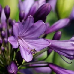 Essentie Groen Verkoop 16 Afrikaanse Lelie (Agapanthus 'Poppin Purple')