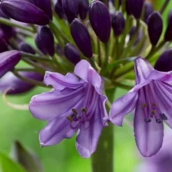 Essentie Groen Verkoop -Essentie Groen Verkoop poppinpurple02