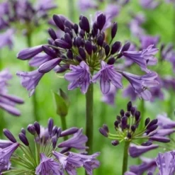 Afrikaanse Lelie (Agapanthus 'Poppin Purple') -Essentie Groen Verkoop poppinpurple03