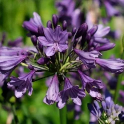 Afrikaanse Lelie (Agapanthus 'Poppin Purple') -Essentie Groen Verkoop poppinpurple04