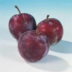 Pruimenboom (Prunus Domestica 'Opal') -Essentie Groen Verkoop pruim opal