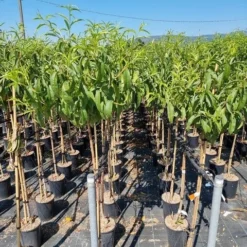 Essentie Groen Verkoop 7 Abrikoos Als Halfstam (Prunus Armeniaca 'Antonio Errani')