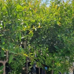 Abrikoos Als Halfstam (Prunus Armeniaca 'Antonio Errani') -Essentie Groen Verkoop prunus armeniaca antonio errani 2 1