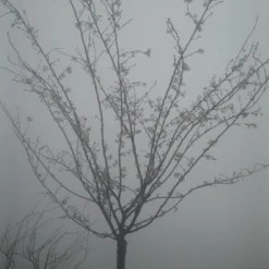 Japanse Sierkers (Prunus Subhirtella 'Autumnalis') -Essentie Groen Verkoop prunus autumnalis