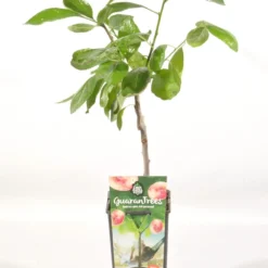 Pruimenboom (Prunus Domestica 'Opal') -Essentie Groen Verkoop prunus dom. opal rp2l pruim vroeg zoet paars
