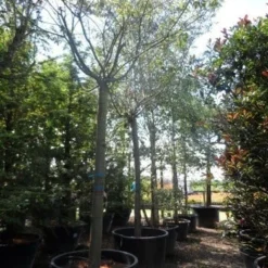 Japanse Sierkers (Prunus Subhirtella 'Autumnalis') -Essentie Groen Verkoop prunus subhirtella autumnalis 30 35 40ho c350