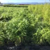 Bamboe (Pseudosasa Japonica) -Essentie Groen Verkoop pseudosasa japonica 100 125cm c5