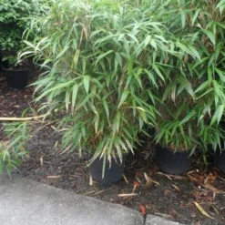 Bamboe (Pseudosasa Japonica) -Essentie Groen Verkoop pseudosasa japonica 150 175 c25