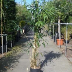 Bamboe (Pseudosasa Japonica) -Essentie Groen Verkoop pseudosasa japonica 150 200 c20