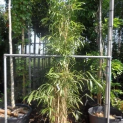 Bamboe (Pseudosasa Japonica) -Essentie Groen Verkoop pseudosasa japonica 175 200 c25