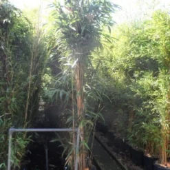 Bamboe (Pseudosasa Japonica) -Essentie Groen Verkoop pseudosasa japonica 250 300 c35