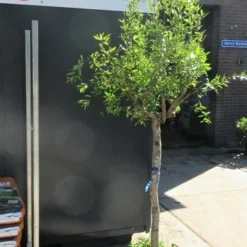 Granaatappel Op Stam (Punica Granatum) -Essentie Groen Verkoop punica01