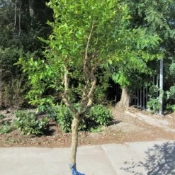 Granaatappel Op Stam (Punica Granatum) -Essentie Groen Verkoop punica03