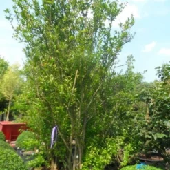 Granaatappel Als Struik (Punica Granatum) -Essentie Groen Verkoop punica granatum 250 300 c285 meerstammig