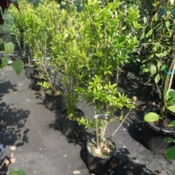 Granaatappel Als Struik (Punica Granatum) -Essentie Groen Verkoop punica granatum 80 100 125 c12